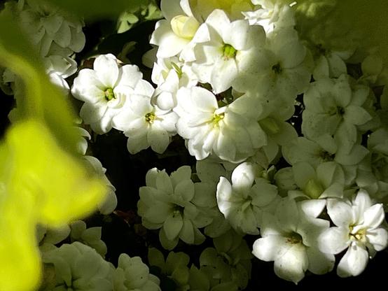 Colour photo of a mass of small white flowers, with six satiny petals and yellow-green centres. They are half in shadow and half in bright sun, and are growing close to the ground so that the soil can be seen as black patches amongst them. They are framed on the top and the left of the frame by out of focus yellow-green leaves, the same shade as their centres.
