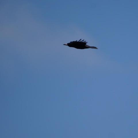 A corvid looking like a rocket