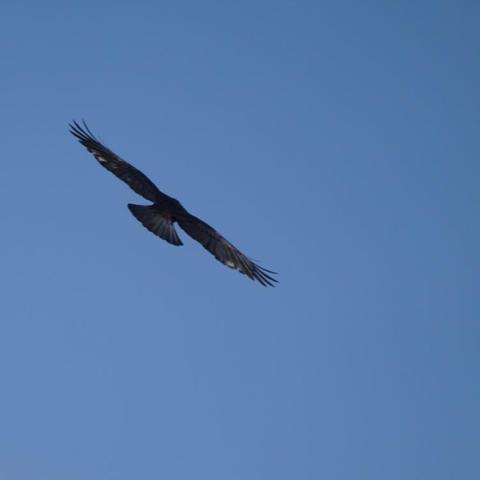 A corvid in the sky.