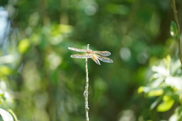 A damsel-/dragonfly about to land on a stick.