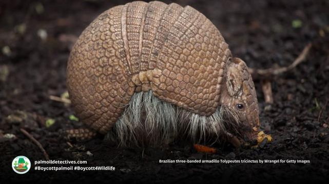 Brazilian three-banded armadillo Tolypeutes tricinctus by Wrangel for Getty Images