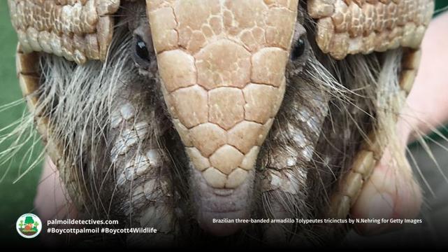 Brazilian three-banded armadillo Tolypeutes tricinctus by N.Nehring for Getty Images