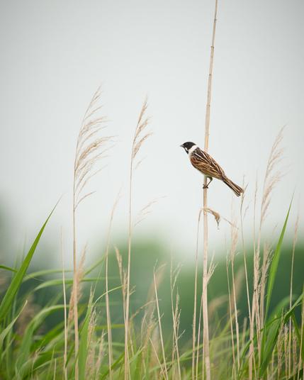 Common reed bunting on a reed tussock.