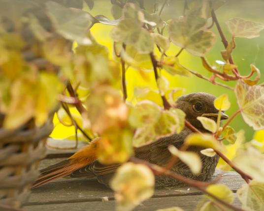 A junenile black redstart sits under the ivy in the shadow