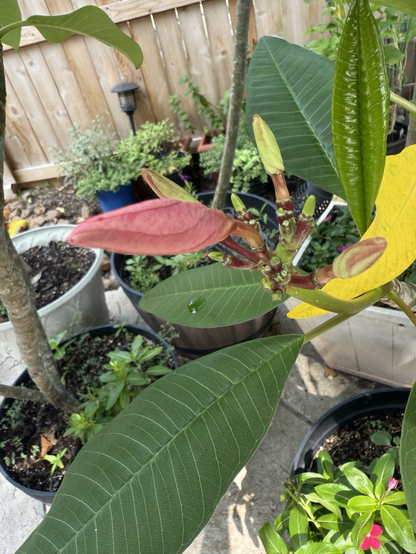 Tight pink bloom waiting to open. There is a cluster of green bloom buds starting to show around