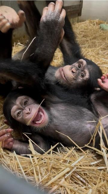 Description Provided by @marylandzoo: 
Chimpanzees Maisie and Ivy playing with each other
