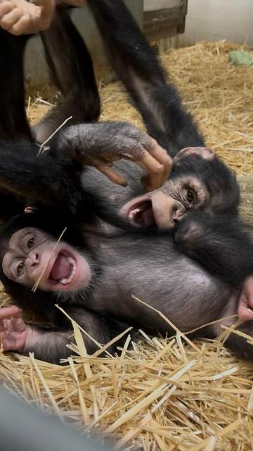 Description Provided by @marylandzoo: 
Chimpanzees Maisie and Ivy playing with each other
