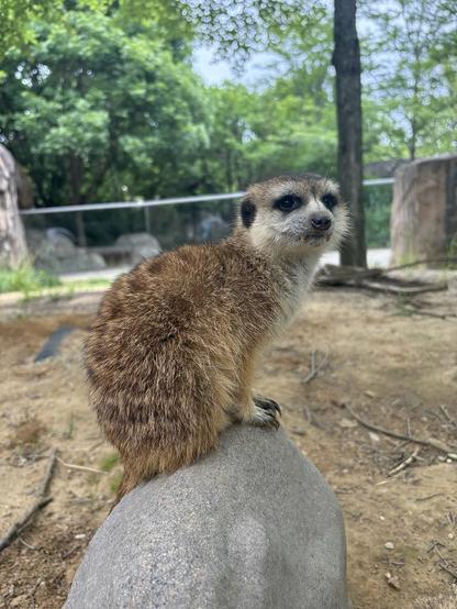 Azure Generated Description:
a brown and white animal (38.98% confidence)