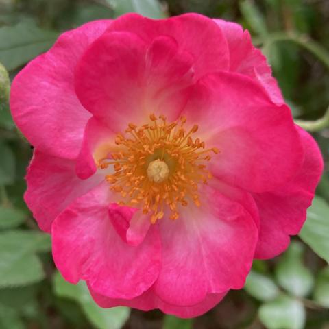 Dunkel-pinke Heckenrosenblüte.