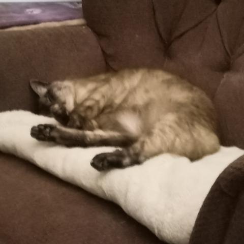 A lynx-point Siamese cat lies napping on a folded fuzzy white throw covering the seat of an old armchair upholstered in faded maroonish fabric. He lies with his back to the backrest, front paws curled over his chest, head snuggled up to the armrest, and rear legs extended out across the throw showing his toe-beans to the camera.