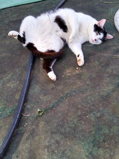 Es ist eine schwarz weiße Katze zu sehen, die auf dem Rücken liegt und alle 4 Pfoten von sich streckt