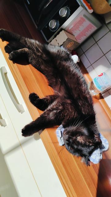 Kater Cooper liegt auf der Küchenanrichte. In der Sonne. Chillt seine Base.
