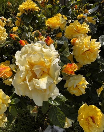 Ein Foto mit mehreren Rosenblüten, einige voll erblüht, andere noch als Knospen. Die Knospen spielen ins Orange, die erblühten sind gelb.