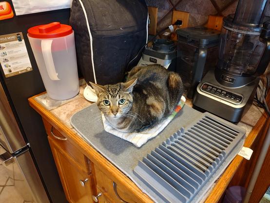 A petit traditional swirl brown tabby loafs on a small towel on a kitchen counter surrounded by kitchen gadgets.  She looks directly into the camera with her bright green eyes.  She has a liver colored nose.
