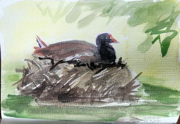 Aquarellskizze: eine dunkle kleine Ralle mit roter Blässe und rotem Schnabel auf einem aufgetürmten Nest,  das von grünem Wasser umgeben ist.