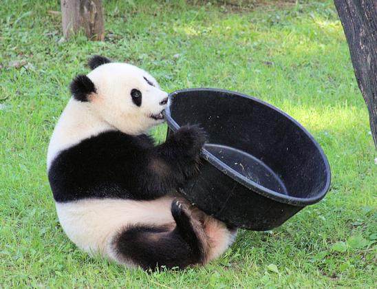 Giant panda Qing Bao is sitting on the grass holding a round black tubbie and biting the rim of the tubbie.
