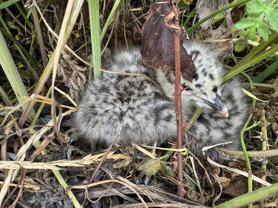 Küken einer Silbermöwe im Nest