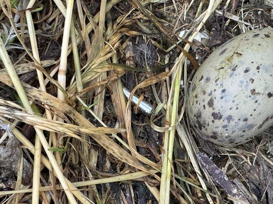 Nest einer Silbermöwe mit Eiern und Temperaturfühler
