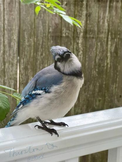 Thurston the bluejay stands on the white rail of the kitchen doorstep, cocking her head to the left, looking adorably pouty. She was shaking her feathers puffed up like a balloon a second ago, and still looks chunky. Too cute for words.