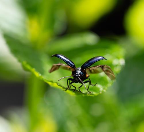 Alder leaf beetle at the point of take-off. Elytra raised, wings unfolding.