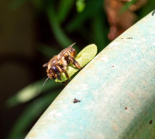 Leafcutter bee with rolled leaf segment, also at the point of take-off. Leaf roll arranged aerodynamically along underside, held by jaws and legs.