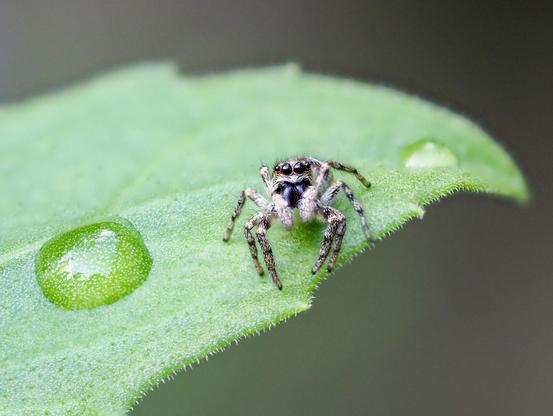 Zebra jumping spider stares me out.
