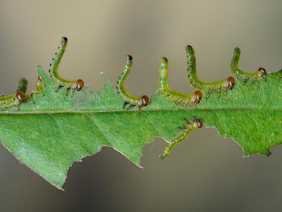 Sawfly larvae. Synchronised munching - jaws down, rear ends raised.