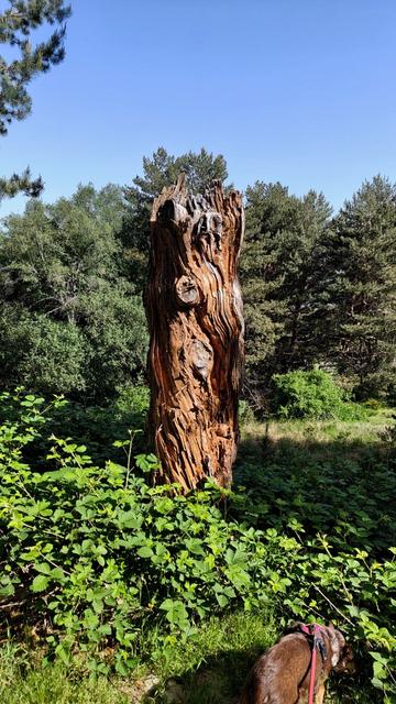 An orange withered tree stump sits along bright green foliage and shrubbery.