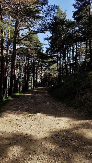 Between tall pine trees, a sandy path winds up a hill.