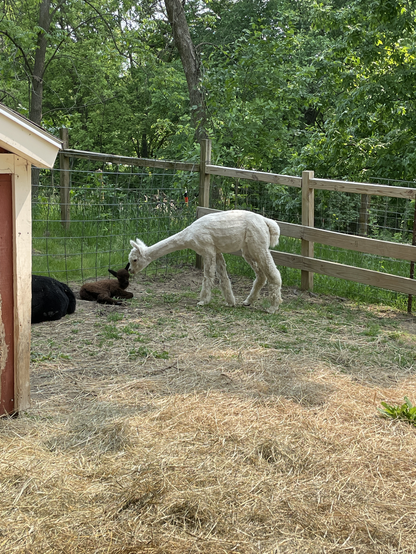 White mama alpaca nuzzling a newborn brown alpaca.