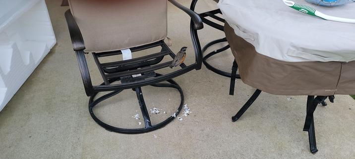 Baby Robin sitting on the frame of one of our bistro chairs.
It has also been depositing gifts on the porch for us from its own little body.