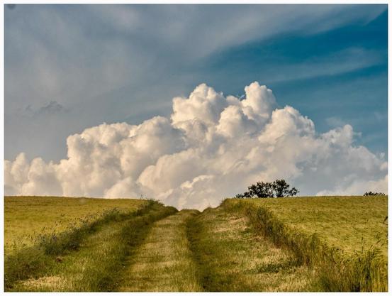 A scenic landscape featuring a grassy path leading towards large, fluffy clouds under a blue sky. Fields of tall grass flank the path, with a small tree visible in the distance.