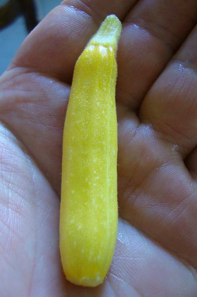 Première courgette