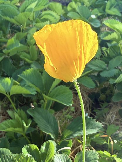 eine gelbe mohnblüte vor erdbeerblättern