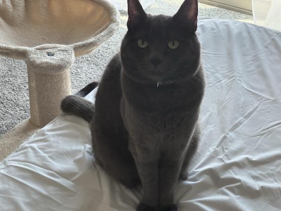A cat sitting on a bed, staring up at the camera, judging you…