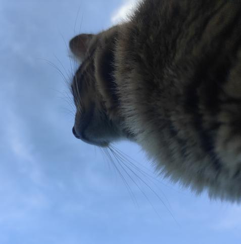 La chatonne vue d'en bas le nez vers le ciel bleu