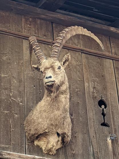 Stuffed mountain goat hanging off a wooden shed