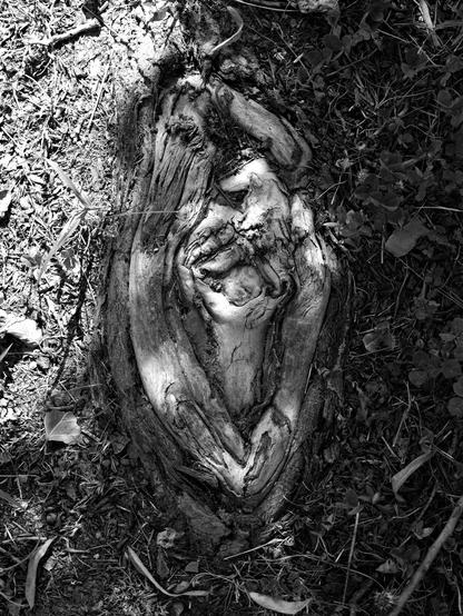 Una foto in bianco e nero, in formato verticale (3:4), che ritrae dall'alto una parte di una radice di un albero che emerge da un terreno illuminato a sinistra e in ombra a destra, con foglioline e legnetti e trifogli ed erba bassa.
La radice ricorda un po' una vagina e, al centro, un po' verso il basso, c'è una parte più chiara del resto nella quale si può vedere un bambino o una bambina con le braccia alzate.
"L'origine del mondo" è un po' una citazione dal titolo del famoso quadro.