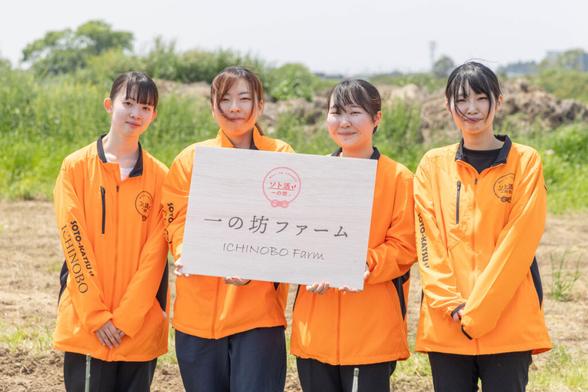 とうもろこしの苗