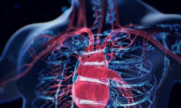 Una ilustración de un corazón humano (Getty Images)