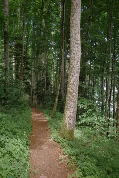 A smooth single trail through the forest.