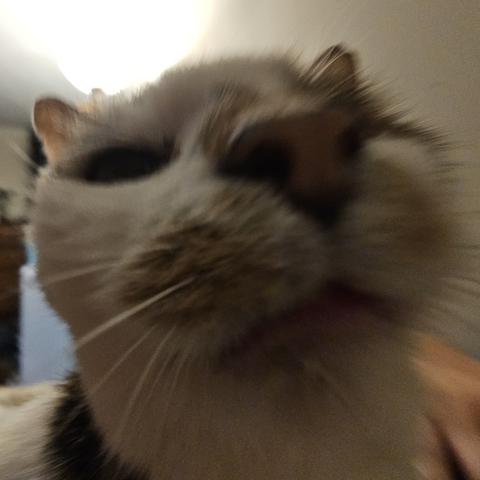 Close-up, wide-angle, out-of-focus photo of the snout of a sleepy brown and white cat.