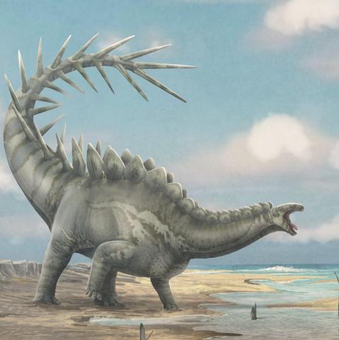 Illustration of an herbivorous dinosaur in a dramatic pose. It has bony plates on its back and bony spikes on its tail. By Adrián Blázquez.