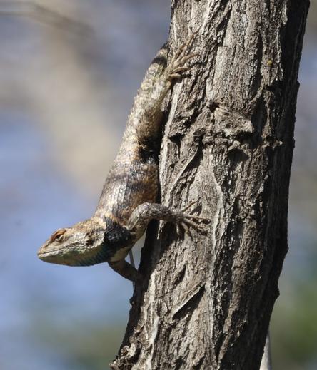 A large desert spiny lizard on a tree trunk