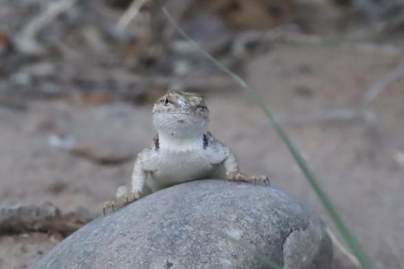 A desert spiny lizard on a rock