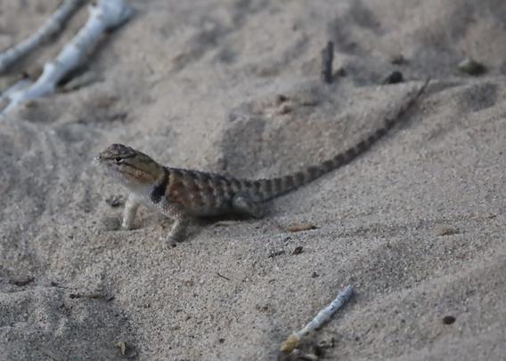 A desert spiny lizard in the sand