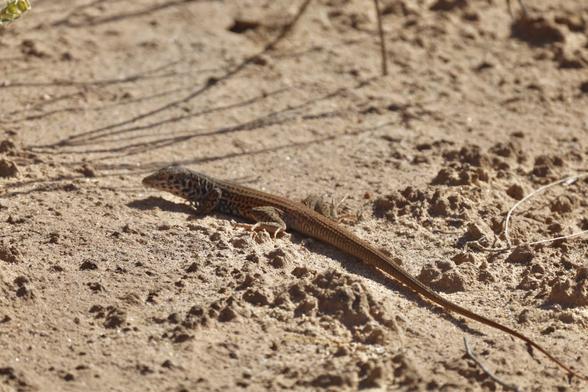 A whiptail lizard in the sand