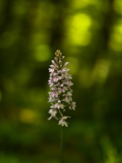 Eine Orchidee mit weißen Einzelblüten, die ein rosa Muster zeigen. Die obersten Blüten sind noch geschlossene Knospen.