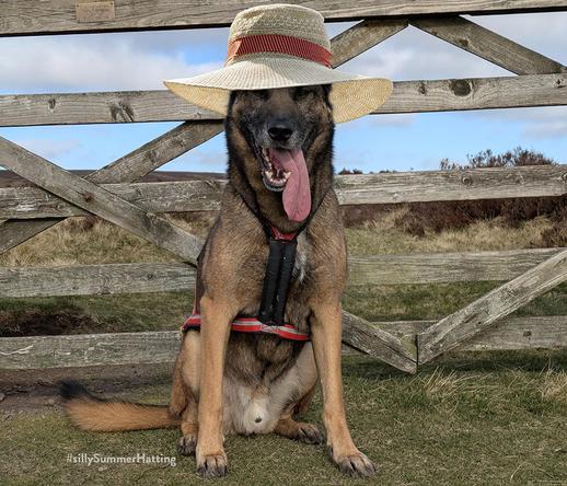 A GSD/Malinois cross, wearing a canicross harness, sat in front of a wooden five bar gate, tongue hanging out and wearing a wide brimmed summer hat with a red dotted band.