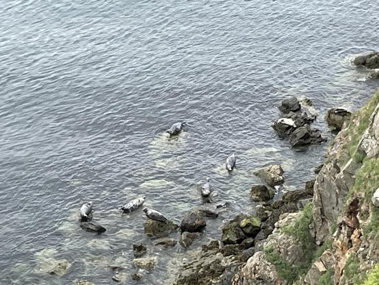A cliff face with some vegetation to the lower right. in the middle ground are nine seals resting on rocks. Most are dark grey with white spots, but the upper rightmost one is almost white. The surrounding sea glitters.
